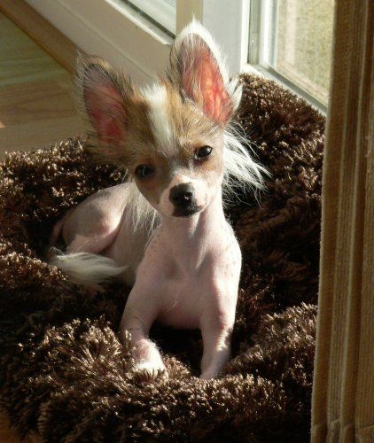 chihuahua_chinese_csted_mix