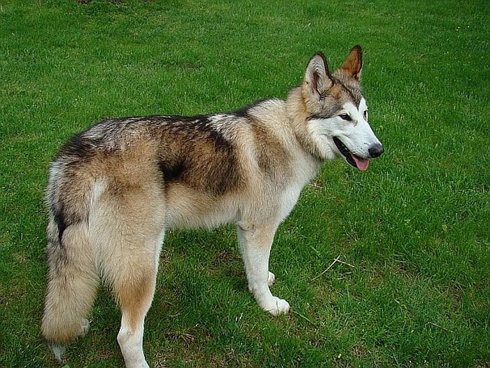 pes podobný vlkovi