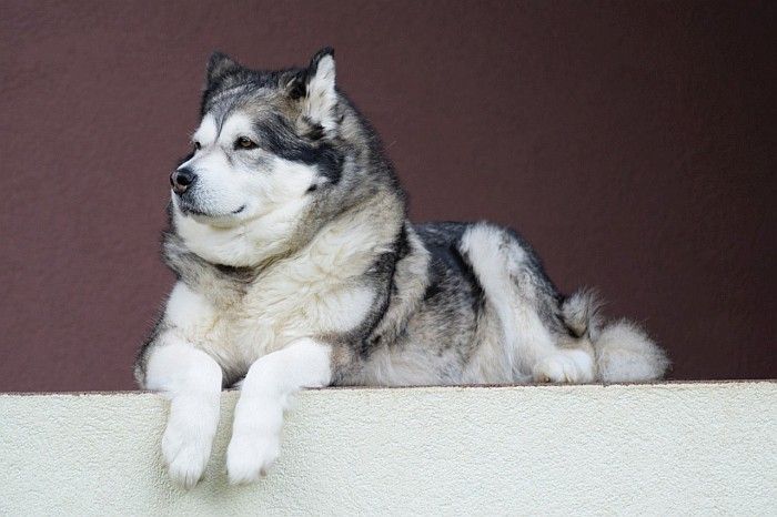 Hund sieht aus wie ein Wolf