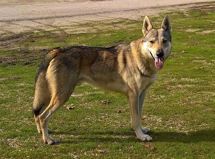 pes, ktorý vyzerá ako vlk