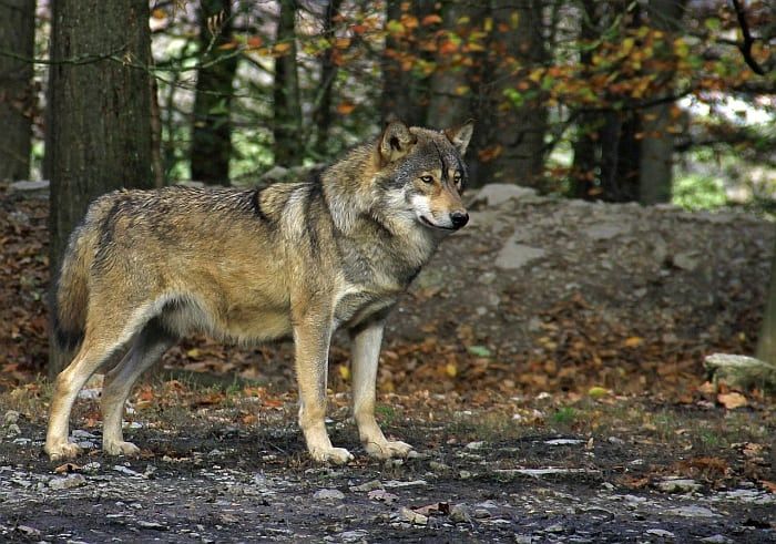 8 į vilką panašios šunų veislės: atrodote kaip laukiniai vilkai!