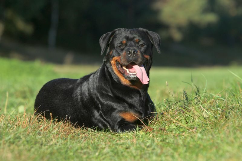 Profil de race Rottweiler : le bon, le mauvais et le baveux !