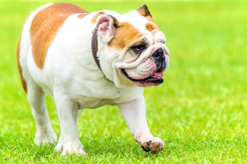 Die englische Bulldogge ist eine Bully-Rasse