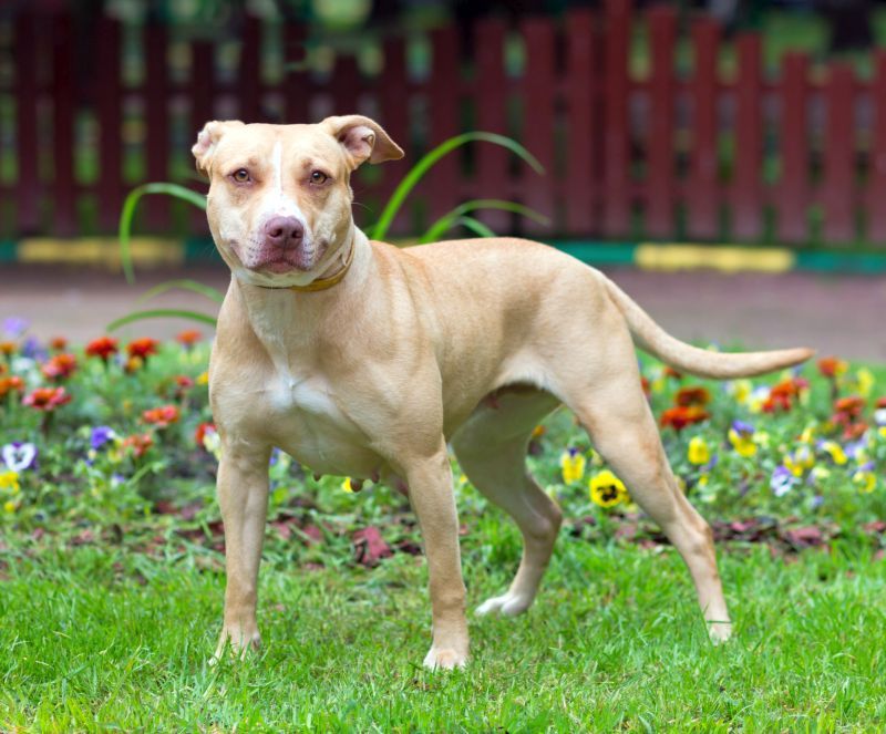 American pit bull terrier là một giống chó bắt nạt