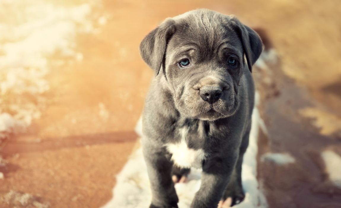 Породы голубых собак: 11 наших любимых голубых мальчиков!