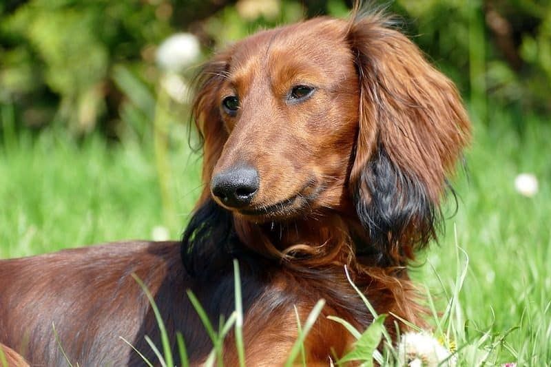 dachshund berambut panjang