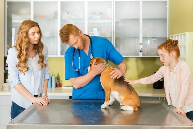 Hunde-Veterinär-Pflege