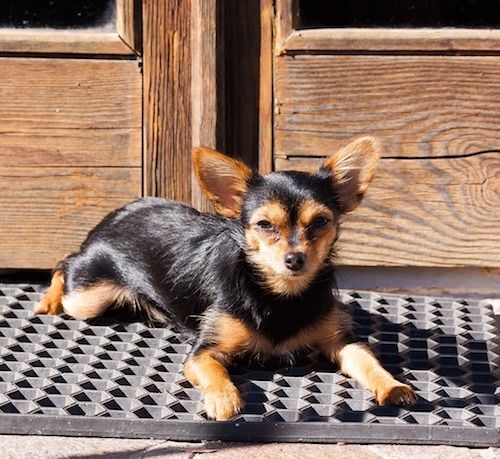 yorkshire terrier chihuahua mix