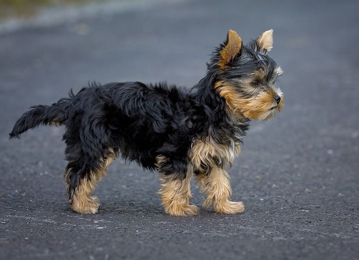 chiot terrier yorkshire