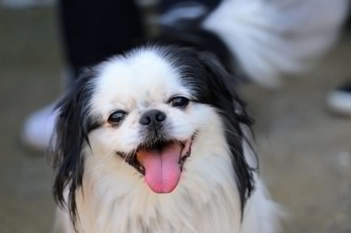 Китайски породи кучета японска брадичка