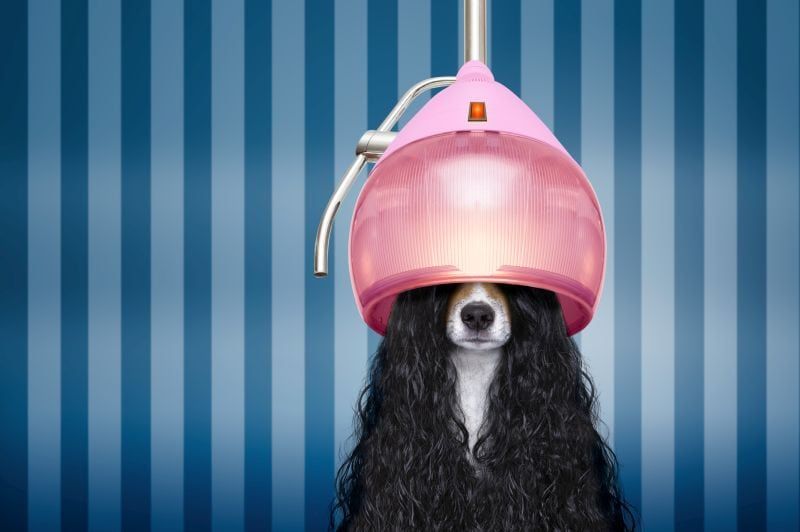 Pflegetipps für Hunde mit lockigem Haar