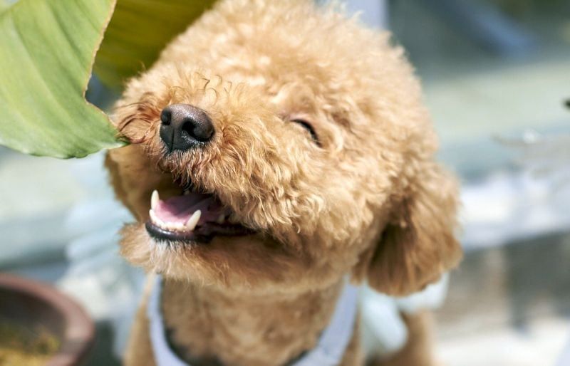 17 пород собак с вьющимися волосами: милые и кудрявые клыки!