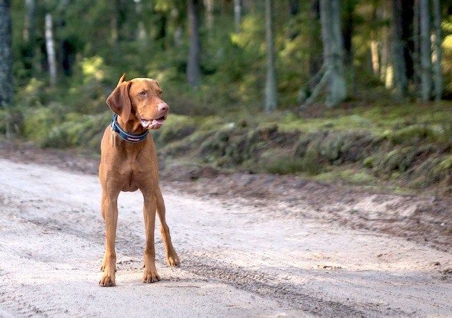 Meilleures races de chiens pour la course : qu'est-ce qui fait un canin de cross-country ?