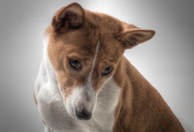 10 raças de cães silenciosos: caninos que manterão a calma!