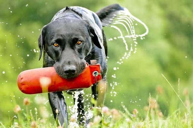 ловни кучета за влажни зони