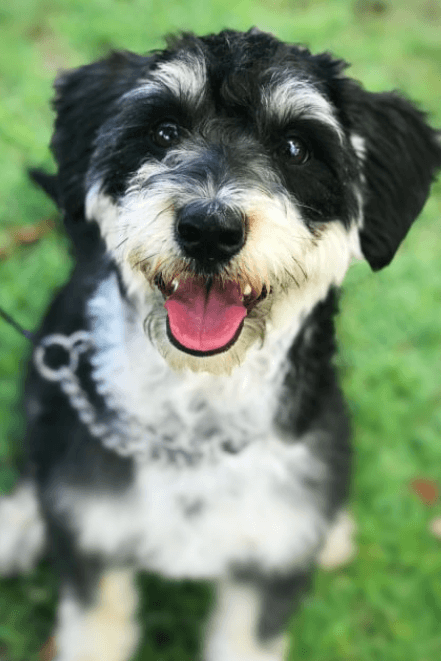 Schnauzer Mixed Breeds: Anak Anjing Schnauzer Manis Untuk Menemani Anda!