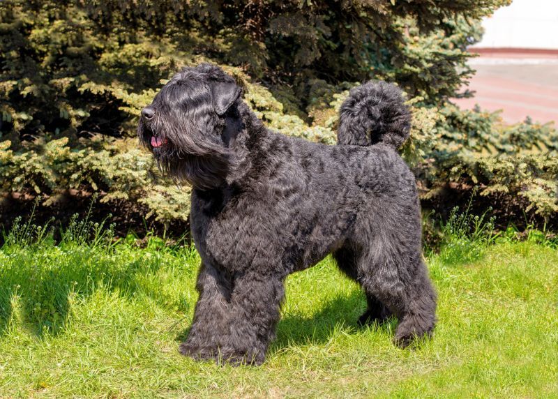 Bouvier des Flandres dogs are fluffy