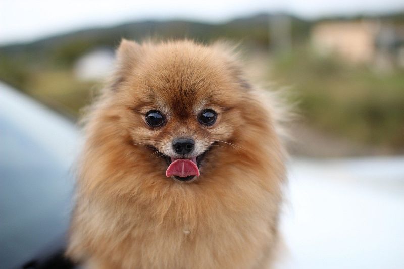 Pomeranians er fluffy