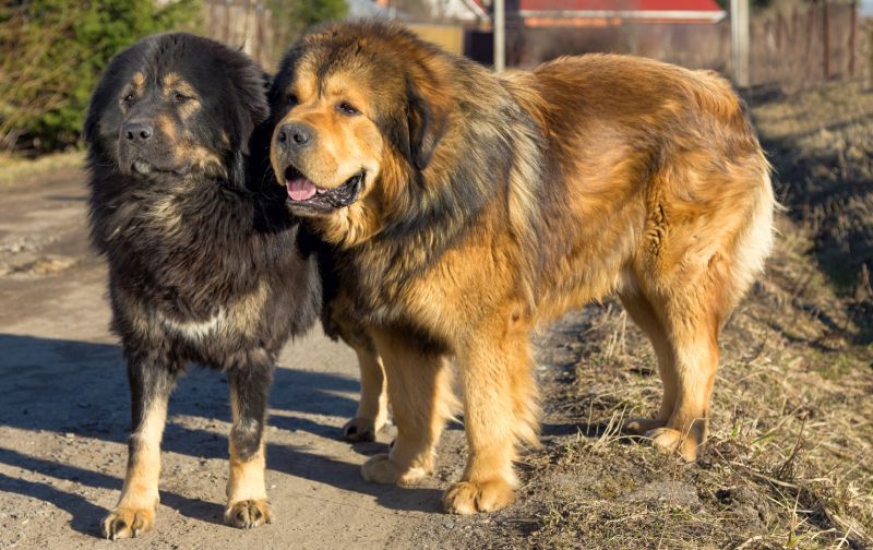Fur Frenzy : les races de chiens les plus moelleuses