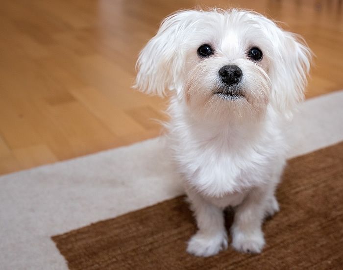 10 delle razze di cani più longevi: canini per il lungo raggio della vita
