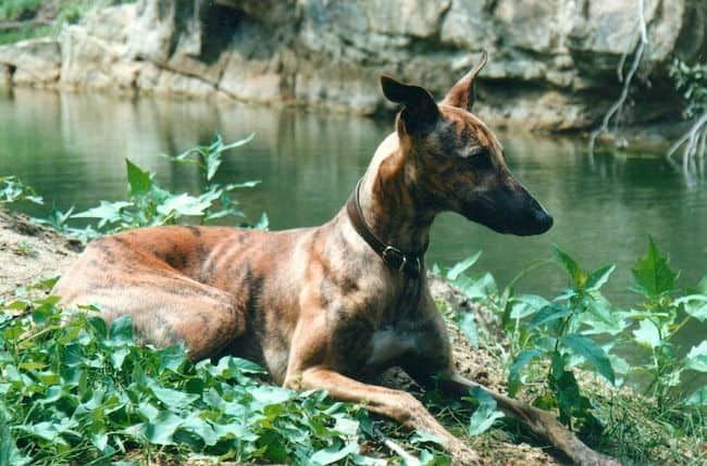 brindle-whippet