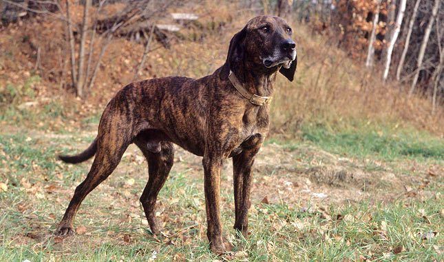 13 loistavaa Brindle -koirarotua: raidallinen ja rakastava!