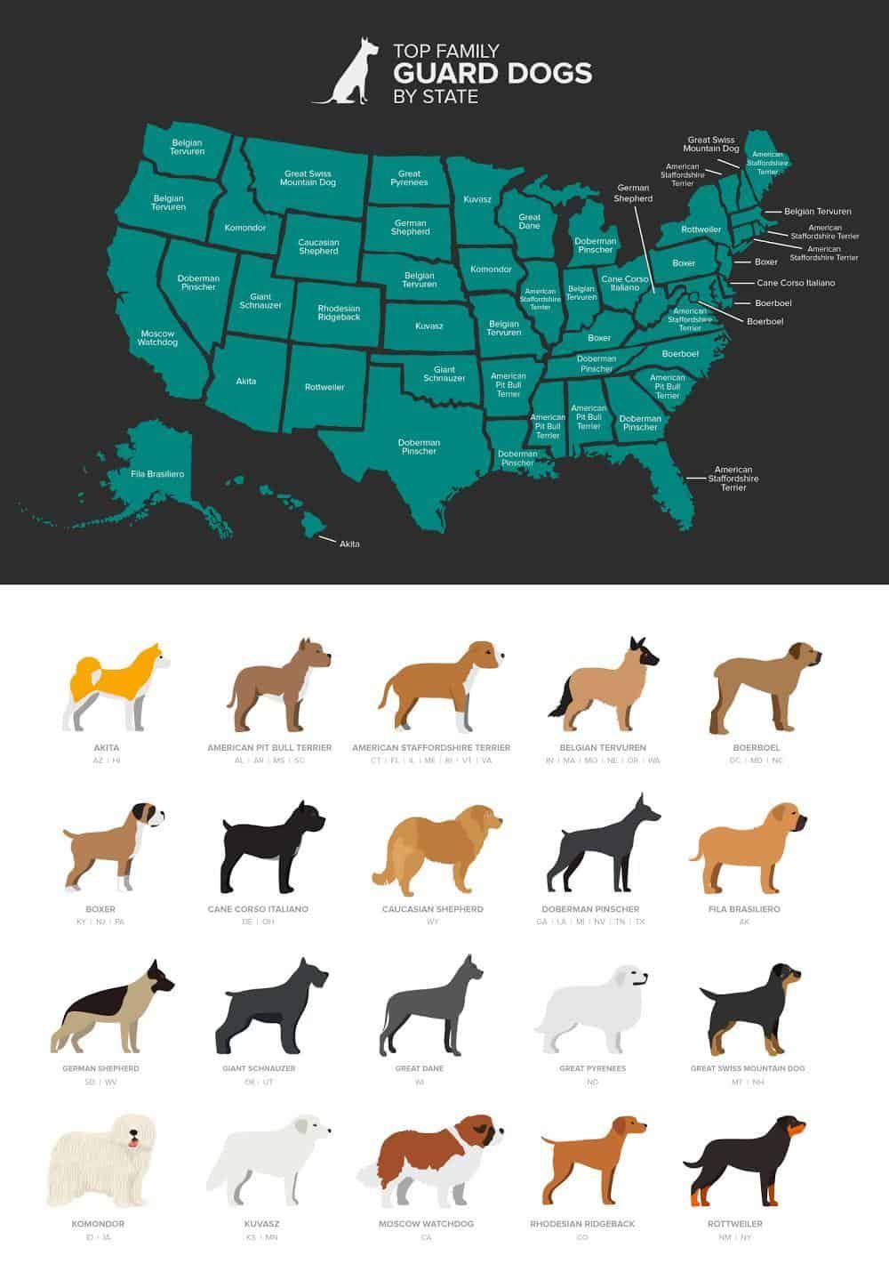 любимые сторожевые собаки по штатам