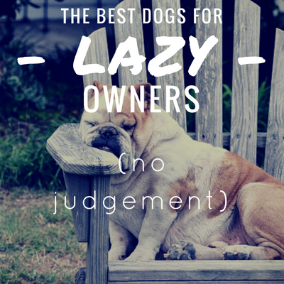 7 meilleures races de chiens pour les propriétaires paresseux : paresseux et amoureux !