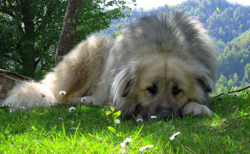 Руски затворнически кучета, податливи на тазобедрена дисплазия