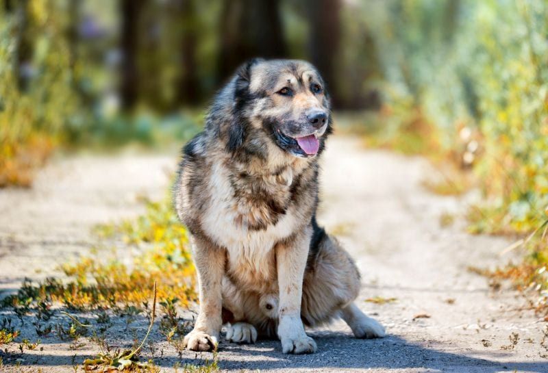 Kaukasiske hyrdehunde arbejder som vagthunde