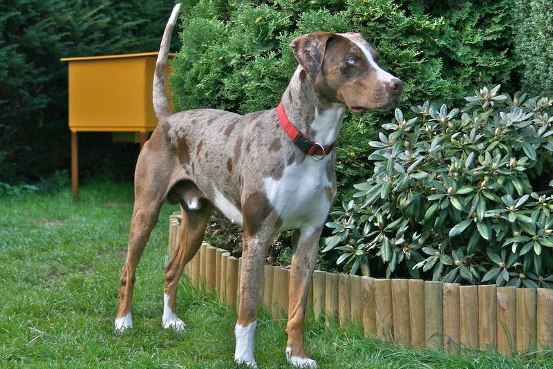 Catahoula Leopard Dog with Blue Eyes