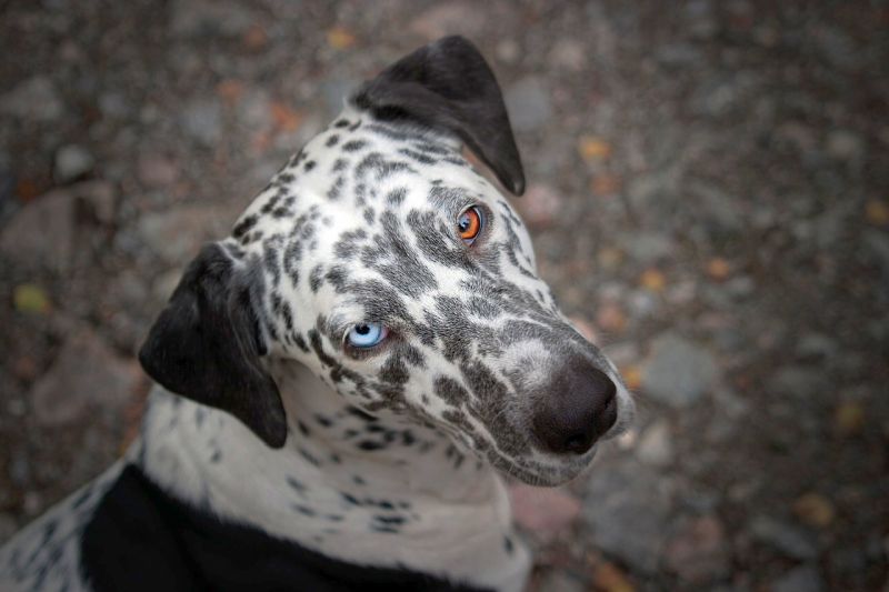 Dalmatiner mit blauen Augen