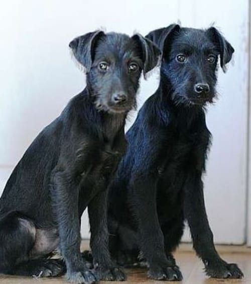 greyhound dan poodle