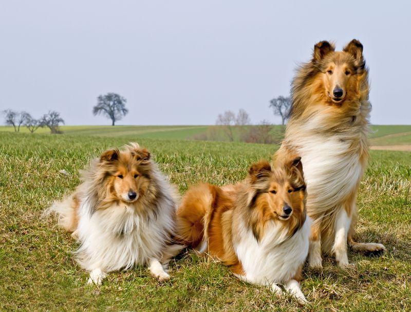 Collies sind tolle Familienhunde