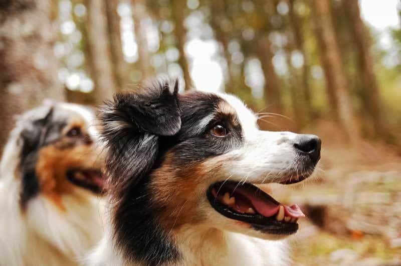 пастирско куче от австралийска овчарка