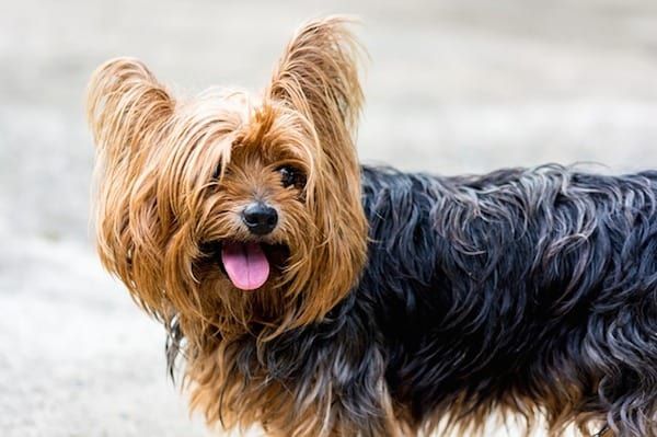 yorkshire-terriers-for-lo-lắng