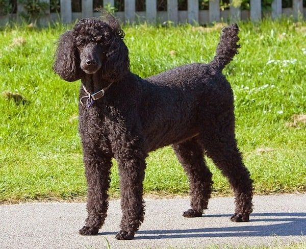 standard-poodle-for-cemas
