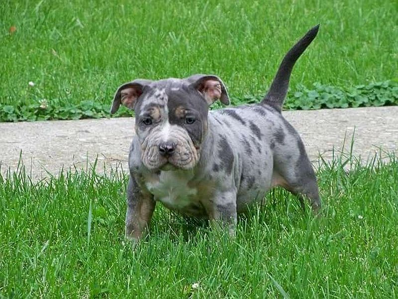 Chiot pit-bull merle