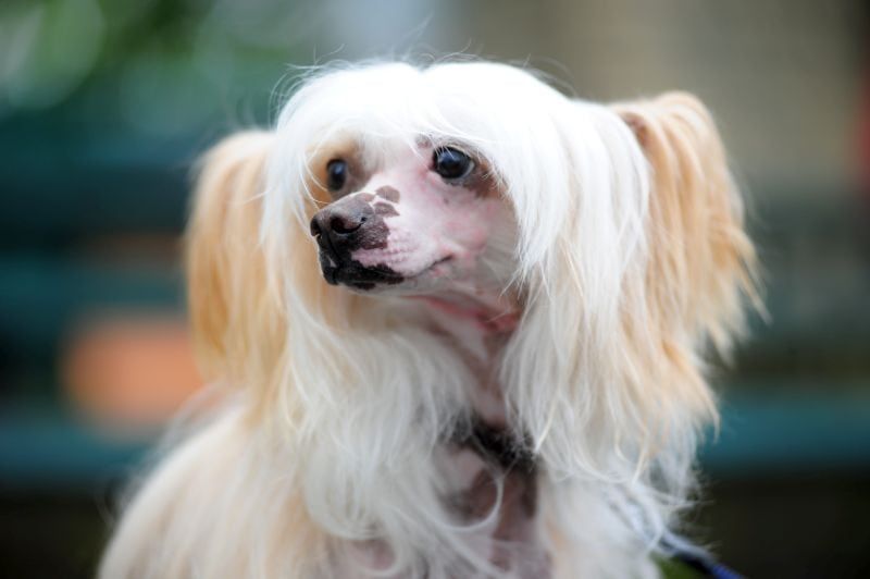 Китайските чубати кучета могат да имат бяла коса