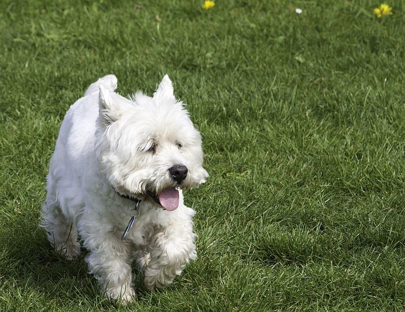 West Highland white terriers hebben een witte vacht