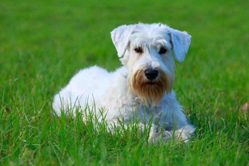 Sealyham terrier kan være hvide