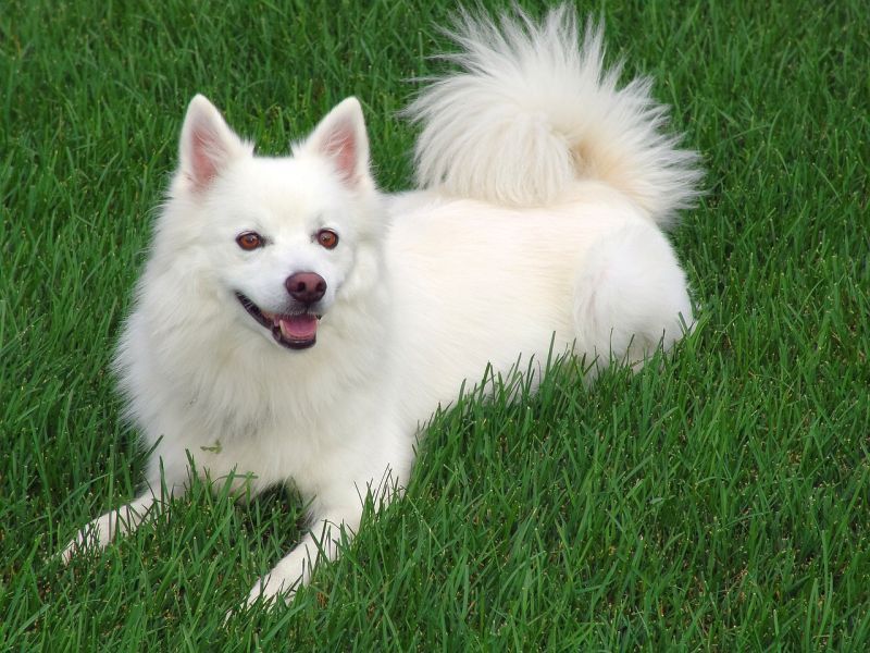 бяло американско ескимоско куче