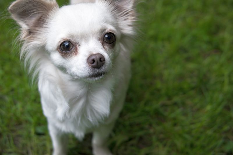 Chihuahuas er loyale hunde