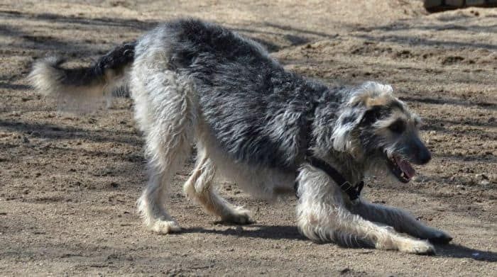 Skotsk Deerhound