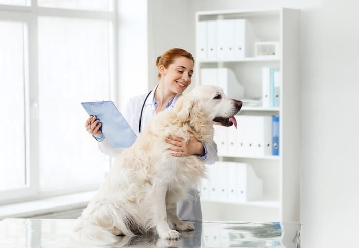 Tierarztkosten für große Hunde