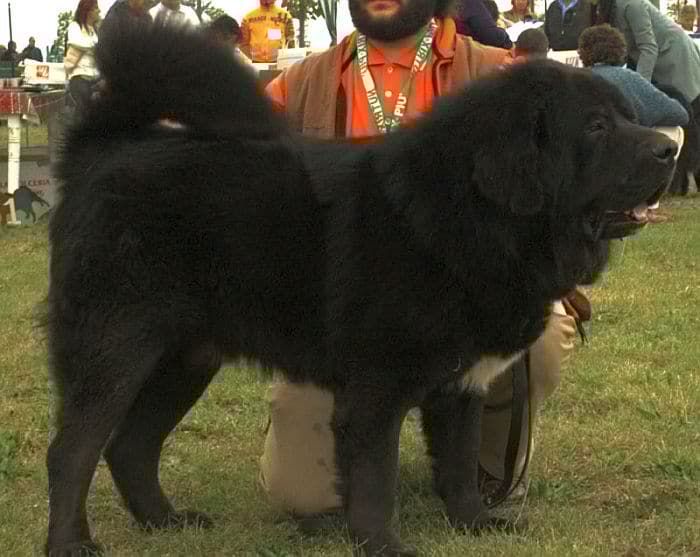 Tibetansk mastiff