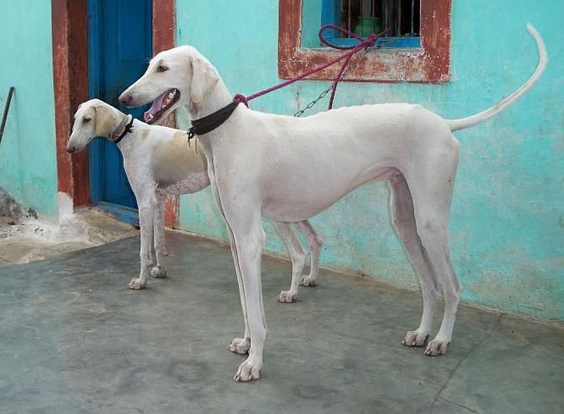 Anjing Mudhol berasal dari India.