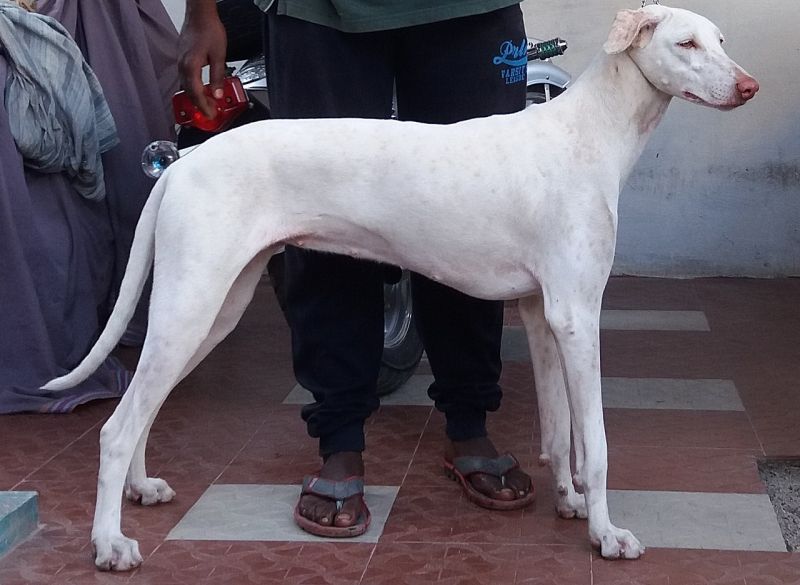 Индийская собака раджапалаям