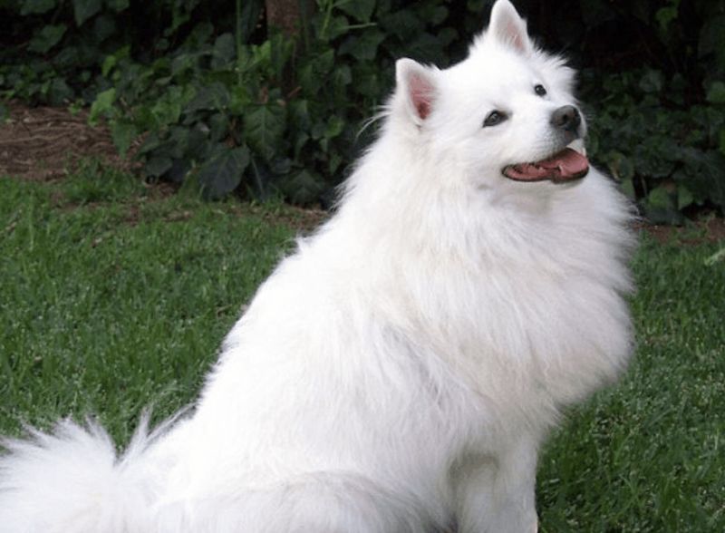 Chó spitz Ấn Độ là chó con cỡ trung bình