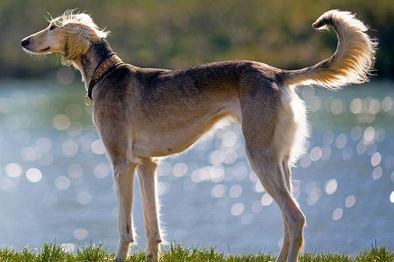 Anjing greyhound Maharatta dari India